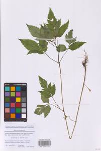 Bidens frondosa L., Eastern Europe, Moscow region (E4a) (Russia)
