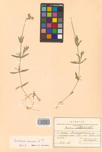 Cerastium furcatum Cham. & Schltdl., Siberia, Russian Far East (S6) (Russia)