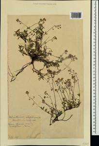 Helianthemum orientale (Grosser) Juz. & Pozdeeva, Crimea (KRYM) (Russia)