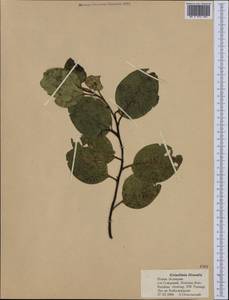 Griselinia littoralis (Raoul) Raoul, Australia & Oceania (AUSTR) (New Zealand)