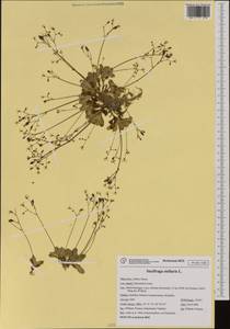 Micranthes stellaris subsp. stellaris, Western Europe (EUR) (Italy)