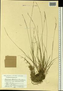 Elymus reflexiaristatus subsp. reflexiaristatus, Siberia, Central Siberia (S3) (Russia)