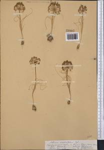 Allium verticillatum Regel, Middle Asia, Pamir & Pamiro-Alai (M2) (Uzbekistan)