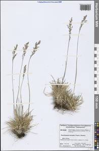 Deschampsia cespitosa subsp. cespitosa, Siberia, Central Siberia (S3) (Russia)