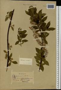 Salix vaudensis Schleich. ex J.Forbes, Eastern Europe, North-Western region (E2) (Russia)