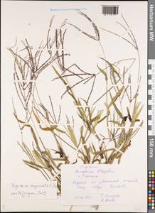 Digitaria sanguinalis (L.) Scop., Eastern Europe, Middle Volga region (E8) (Russia)