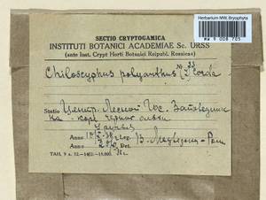 Chiloscyphus polyanthos (L.) Corda, Bryophytes, Bryophytes - Middle Russia (B6) (Russia)