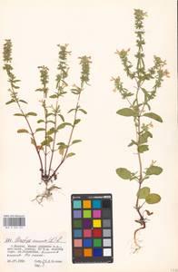 Stachys annua (L.) L., Eastern Europe, Moscow region (E4a) (Russia)