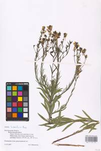 MHA 0 159 144, Linaria biebersteinii Besser, Eastern Europe, Central forest-and-steppe region (E6) (Russia)