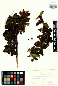 Cotoneaster acutifolius Turcz., Siberia, Baikal & Transbaikal region (S4) (Russia)