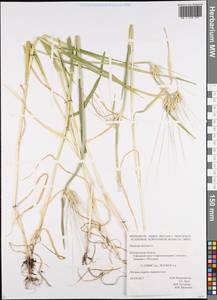 Hordeum distichon L., Eastern Europe, Central forest-and-steppe region (E6) (Russia)