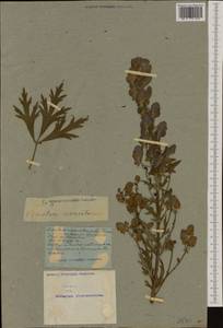 Aconitum napellus, Western Europe (EUR) (Not classified)