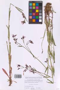 Silene flos-cuculi (L.) Greuter & Burdet, Eastern Europe, Moscow region (E4a) (Russia)