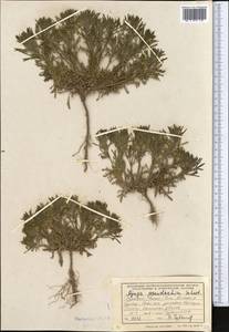 Ajuga chamaepitys subsp. chia (Schreb.) Arcang., Middle Asia, Kopet Dag, Badkhyz, Small & Great Balkhan (M1) (Turkmenistan)