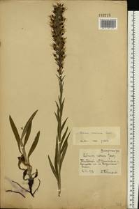 Pontechium maculatum (L.) Böhle & Hilger, Eastern Europe, Central forest-and-steppe region (E6) (Russia)