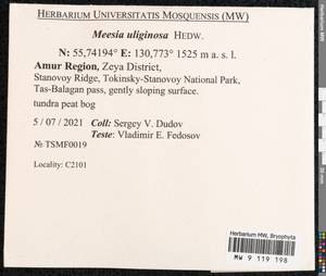 Meesia uliginosa Hedw., Bryophytes, Bryophytes - Russian Far East (excl. Chukotka & Kamchatka) (B20) (Russia)