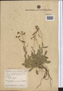 Haplophyllum versicolor Fisch. & C. A. Mey., Middle Asia, Syr-Darian deserts & Kyzylkum (M7) (Tajikistan)