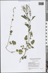 Cardamine amara L., Eastern Europe, Central forest-and-steppe region (E6) (Russia)