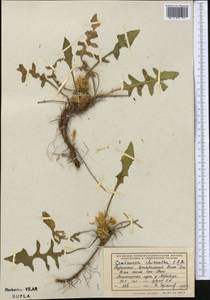 Centaurea rhizantha C. A. Mey., Middle Asia, Kopet Dag, Badkhyz, Small & Great Balkhan (M1) (Turkmenistan)