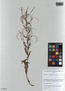 Epilobium fastigiatoramosum Nakai, Siberia, Altai & Sayany Mountains (S2) (Russia)