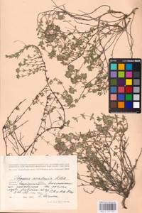 MHA 0 157 762, Thymus talijevii subsp. talijevii, Eastern Europe, Eastern region (E10) (Russia)