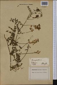 Vicia sylvatica L., Western Europe (EUR) (Germany)