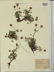 Trifolium fragiferum L., Eastern Europe, Rostov Oblast (E12a) (Russia)