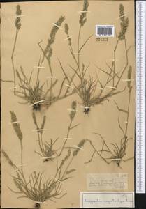Eragrostis cilianensis (All.) Janch., Middle Asia, Dzungarian Alatau & Tarbagatai (M5) (Kazakhstan)