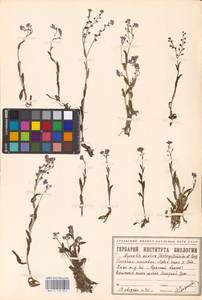 MHA 0 153 097, Myosotis asiatica (Vestergr.) Schischk. & Serg., Siberia, Western Siberia (S1) (Russia)