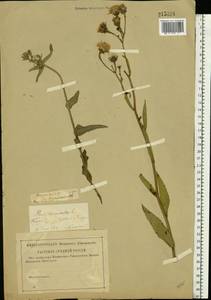 Picris hieracioides L., Eastern Europe, Middle Volga region (E8) (Russia)