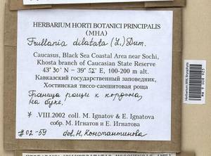 Frullania dilatata (L.) Dumort., Bryophytes, Bryophytes - North Caucasus & Ciscaucasia (B12) (Russia)