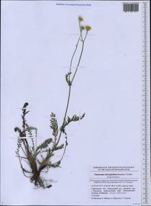 Tanacetum kittaryanum subsp. sclerophyllum (Krasch.) Tzvelev, Eastern Europe, Lower Volga region (E9) (Russia)