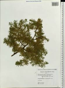 Juniperus rigida Siebold & Zucc., Siberia, Russian Far East (S6) (Russia)