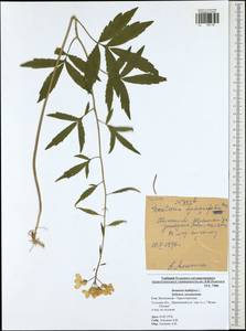 Cardamine bulbifera (L.) Crantz, Eastern Europe, Central region (E4) (Russia)