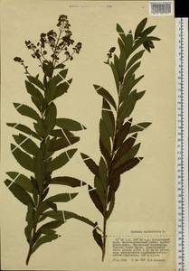 Spiraea salicifolia L., Siberia, Russian Far East (S6) (Russia)