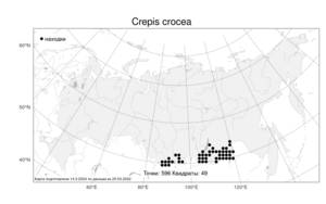 Crepis crocea (Lam.) Babc., Atlas of the Russian Flora (FLORUS) (Russia)