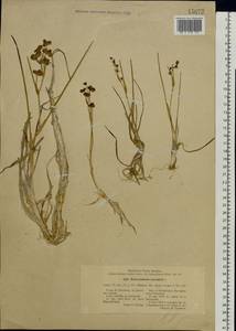 Scheuchzeria palustris L., Eastern Europe, North-Western region (E2) (Russia)