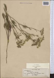 Seseli strictum Ledeb., Middle Asia, Northern & Central Kazakhstan (M10) (Kazakhstan)