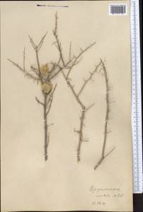 Zygophyllum xanthoxylum (Bunge) Maxim., Middle Asia, Pamir & Pamiro-Alai (M2) (Tajikistan)