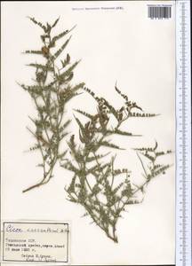 Cicer macracanthum Popov, Middle Asia, Pamir & Pamiro-Alai (M2) (Tajikistan)