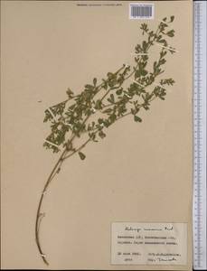 Medicago falcata subsp. falcata, Middle Asia, Northern & Central Kazakhstan (M10) (Kazakhstan)