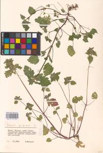 MHA 0 154 605, Lamium purpureum L., Eastern Europe, Lithuania (E2a) (Lithuania)
