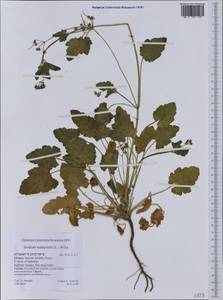 Erodium malacoides, Western Europe (EUR) (Greece)