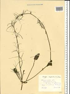 Rorippa amphibia (L.) Besser, Eastern Europe, Central forest region (E5) (Russia)