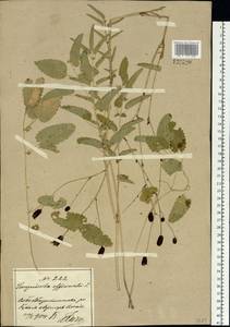 Sanguisorba officinalis L., Siberia, Russian Far East (S6) (Russia)