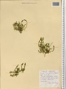 Selaginoides spinulosa (A. Braun ex Döll) Li Bing Zhang & X. M. Zhou, Siberia, Western Siberia (S1) (Russia)