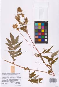 Filipendula ulmaria (L.) Maxim., Eastern Europe, Central region (E4) (Russia)