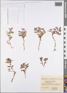 Euphorbia undulata M.Bieb., Eastern Europe, Lower Volga region (E9) (Russia)