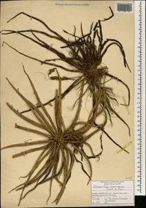 Annesorhiza macrocarpa Eckl. & Zeyh., Africa (AFR) (South Africa)