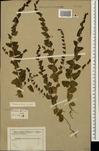 Kickxia elatine (L.) Dumort., Caucasus, Krasnodar Krai & Adygea (K1a) (Russia)